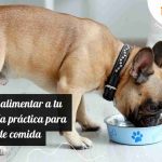 alimento-para-mascotas-saludable