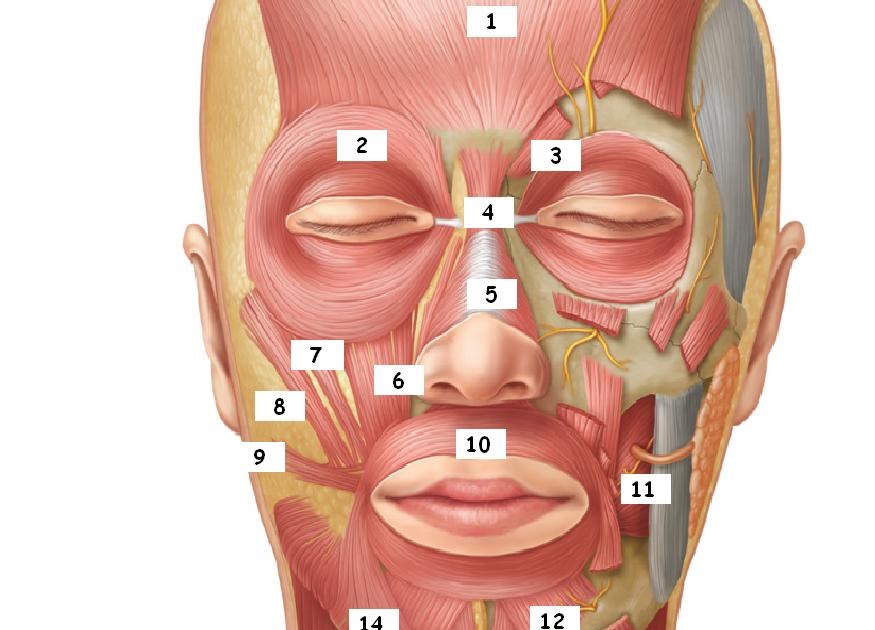 anatomia-del-musculo-transverso-nasal