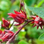flor-de-jamaica-y-sus-beneficios