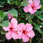 hibisco-flor-tropical-vibrante