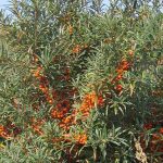 imagen-de-espino-amarillo-mercadona