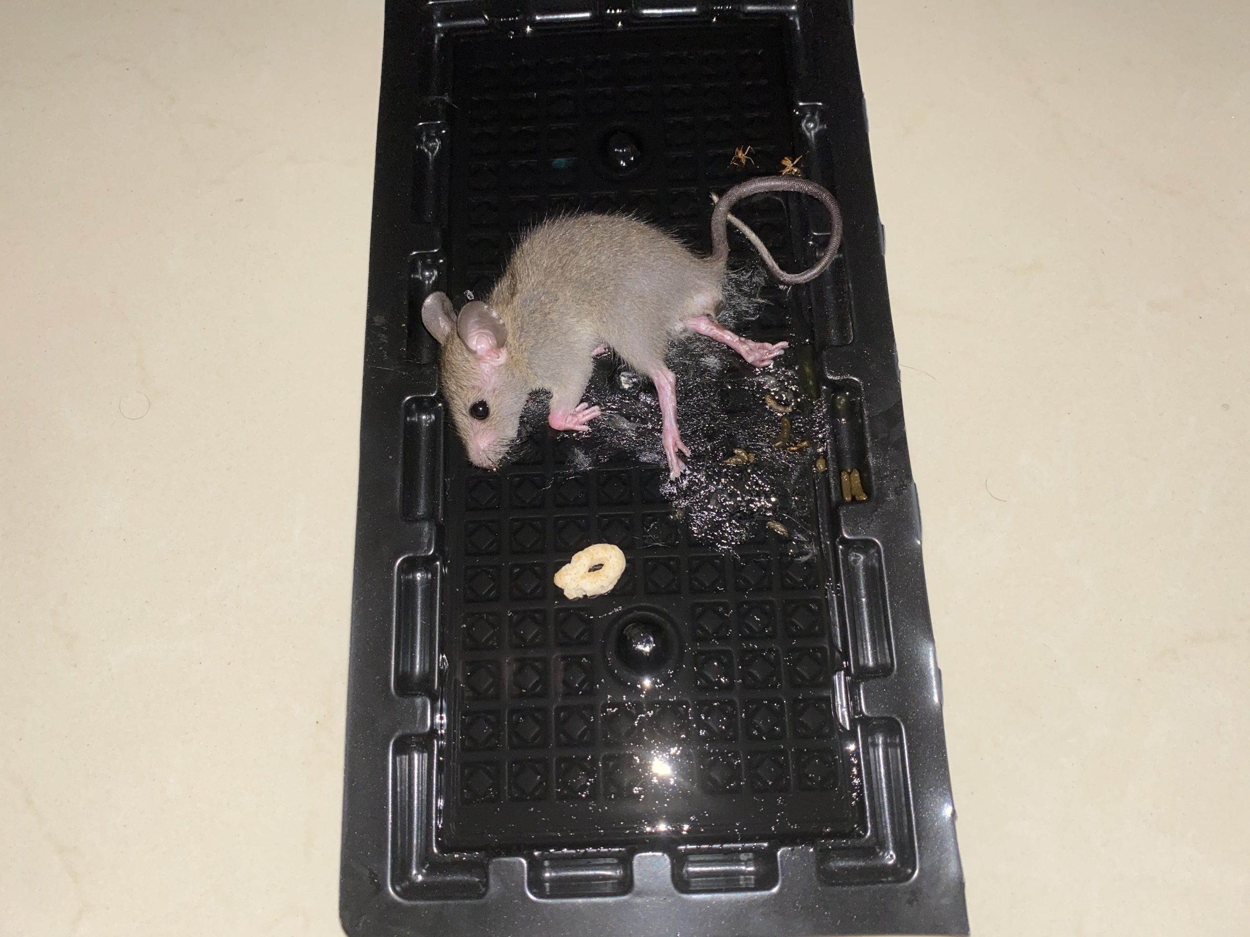 imagen-de-pegamento-para-ratas
