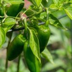 Cuantas veces se riega una planta de chile serrano: consejos y recomendaciones para un adecuado riego del chile serrano en tu jardín
