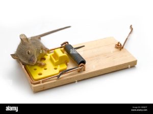 Trampas para ratas: ¿Qué son y cómo se utilizan para atrapar a estos roedores indeseados?