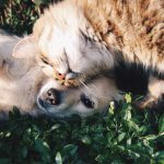 Pastillas desparasitar gatos Mercadona: la solución efectiva para mantener a tu felino protegido y saludable