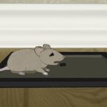raton-atrapado-en-pegamento