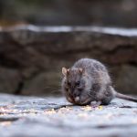 ratones-y-remedios-caseros