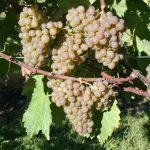 uvas-gewurztraminer-en-vinedo